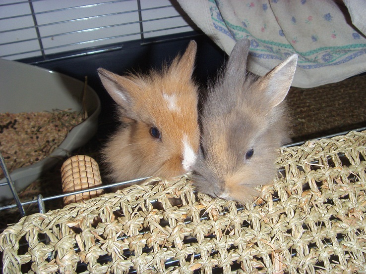 CHUPA ET CHUPS 3.jpg