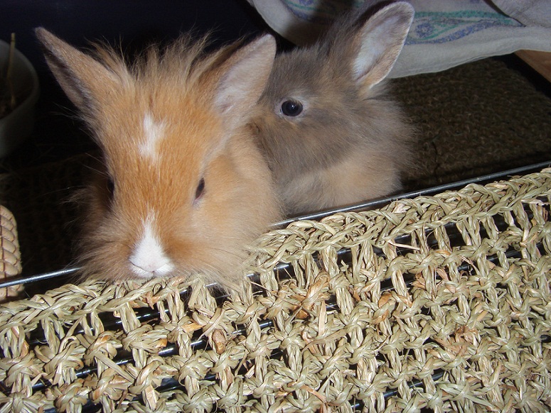 Chupa et chups 2.jpg