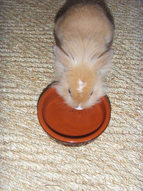Chupa boit.jpg