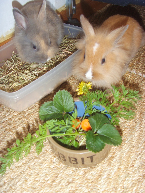 Repas nature 2.jpg