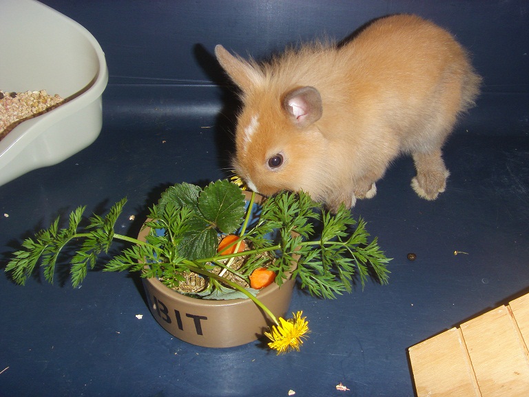 Chupa repas nature.jpg