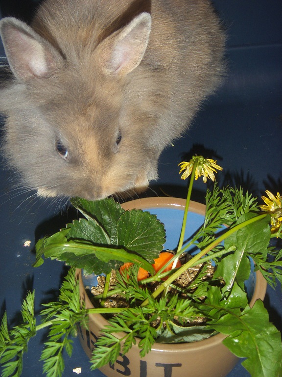 Chups repas nature.jpg