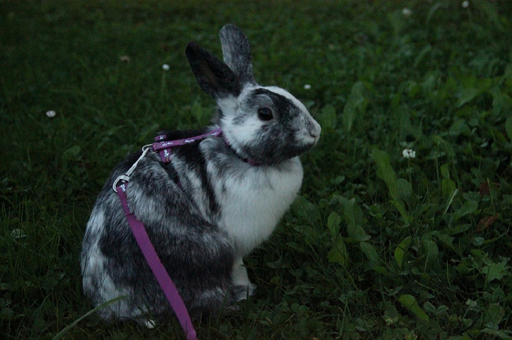 choupette3.jpg