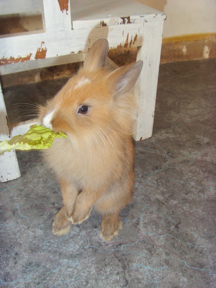 Chupa salade.jpg