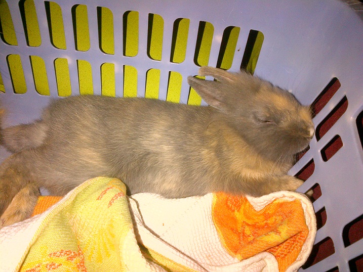 CHUPS SIESTE.jpg