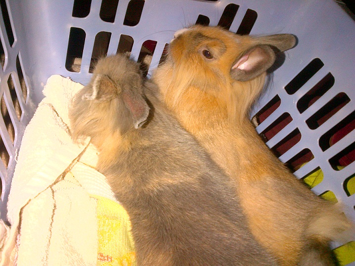 CHUPA CHUPS SIESTE 2.jpg