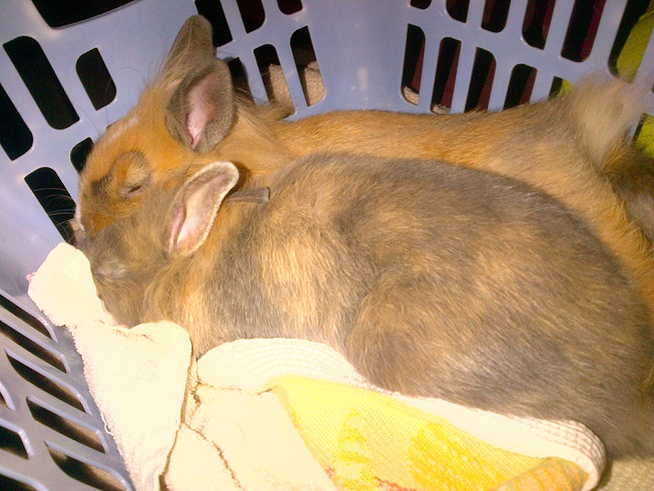 CHUPA CHUPS SIESTE 3.jpg