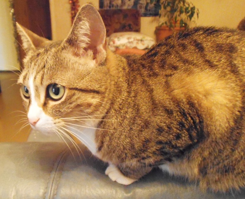Nala.jpg