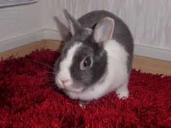 bouille.jpg