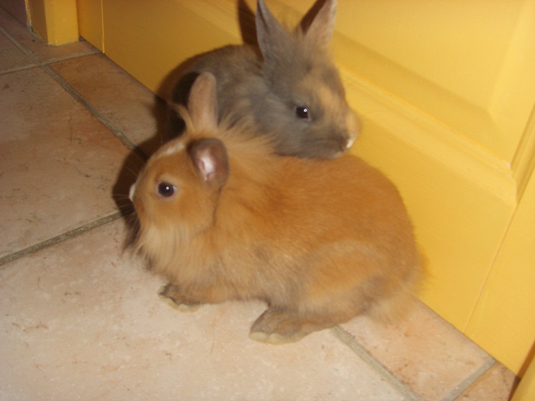 Chupa et chups ensemble.jpg