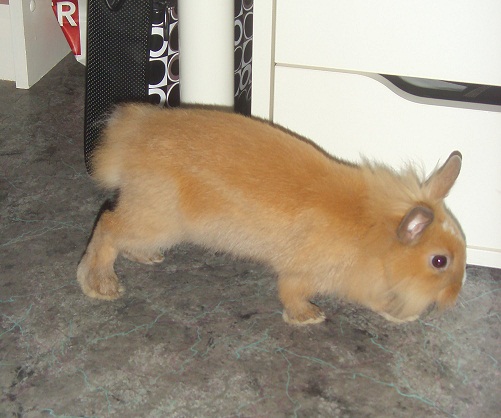 Chupa fouine.jpg