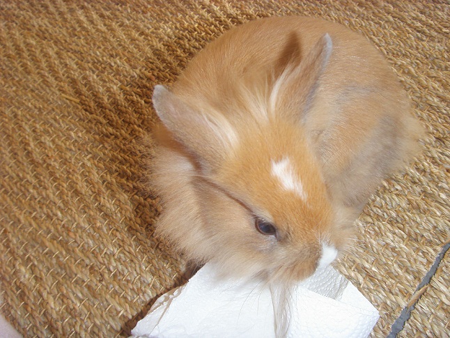 CHUPA SOPALIN.jpg