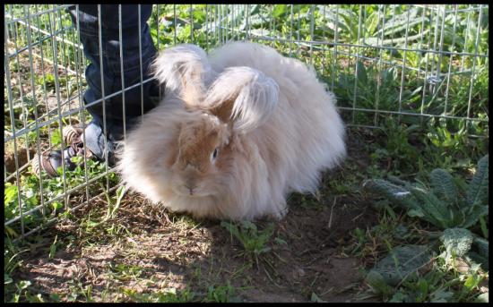 Lapin.jpg