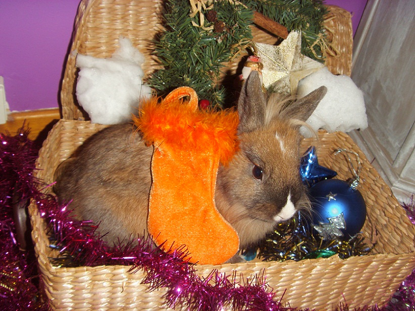 CHUPA concours noël.jpg