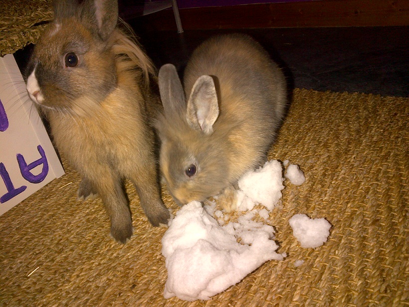 CHUPA CHUPS NEIGE 2.jpg