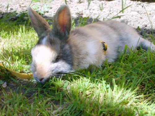 photo du concours (500x375).jpg