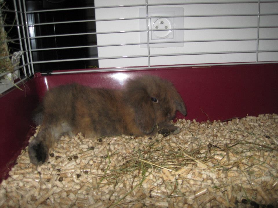 chouloulou 18-10-2012.jpg