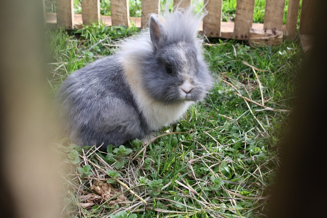 lapins titou 004.JPG