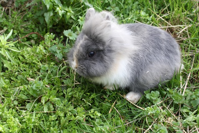 lapins titou 009.JPG