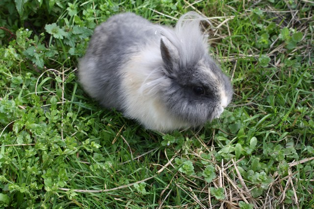 lapins titou 011.JPG