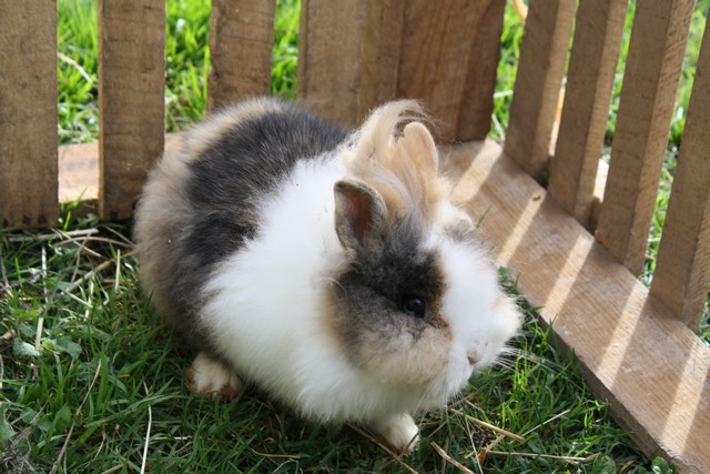 lapins titou 017.JPG