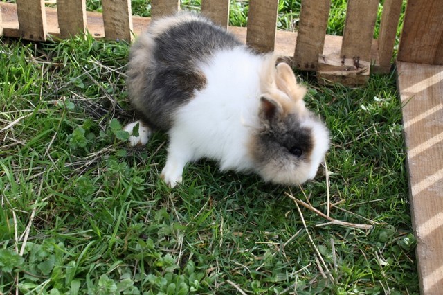 lapins titou 013 (800x533).jpg