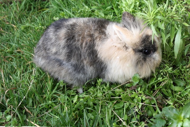 lapins titou 070.JPG