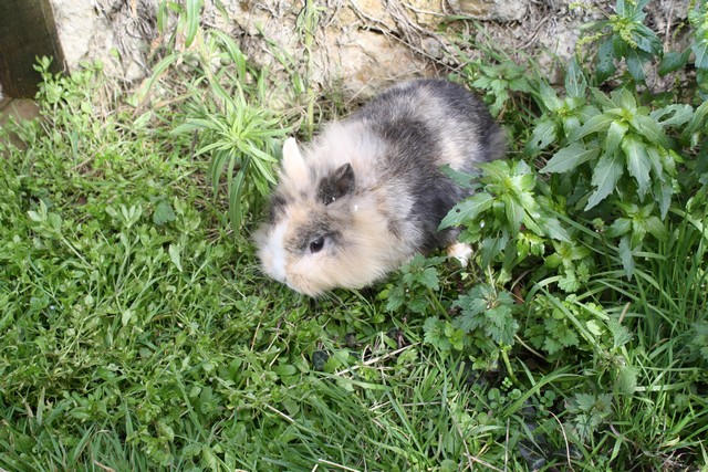 lapins titou 078.JPG
