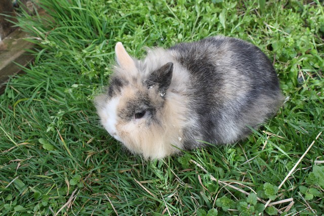 lapins titou 087.JPG