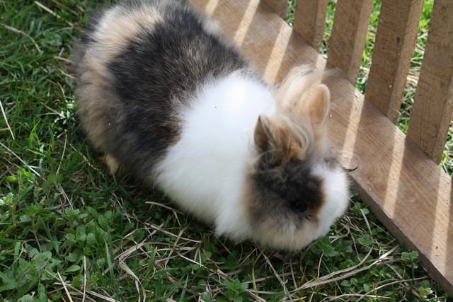 lapins titou 025.JPG