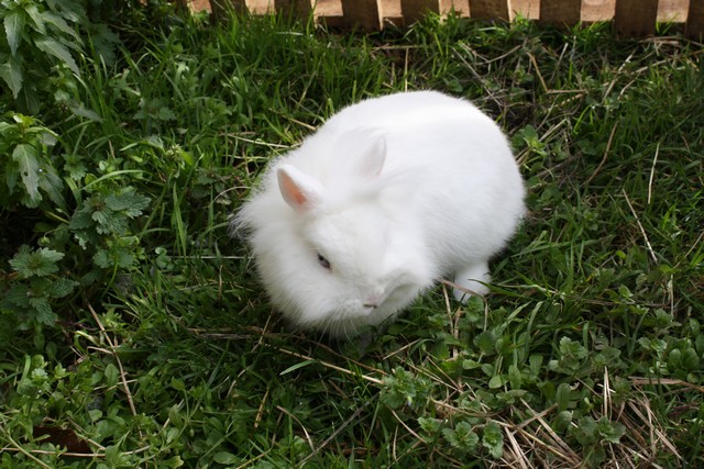 lapins titou 051.JPG