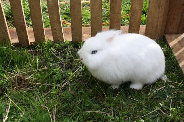 lapins titou 062.JPG