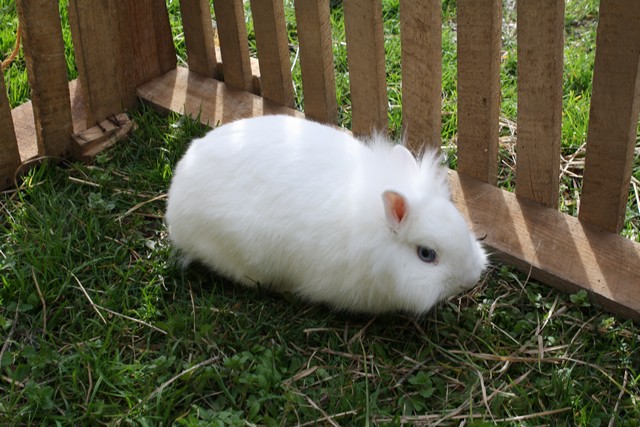 lapins titou 066.JPG