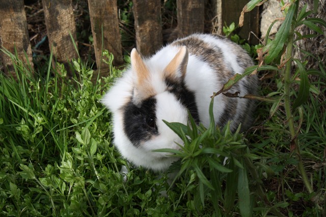 lapins titou 040.JPG