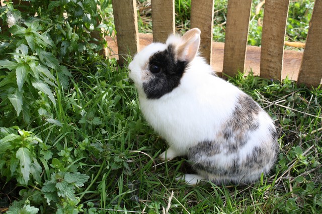 lapins titou 043.JPG