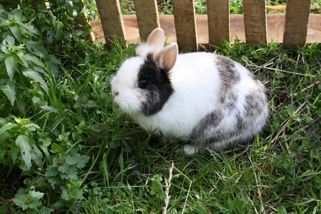 lapins titou 047.JPG