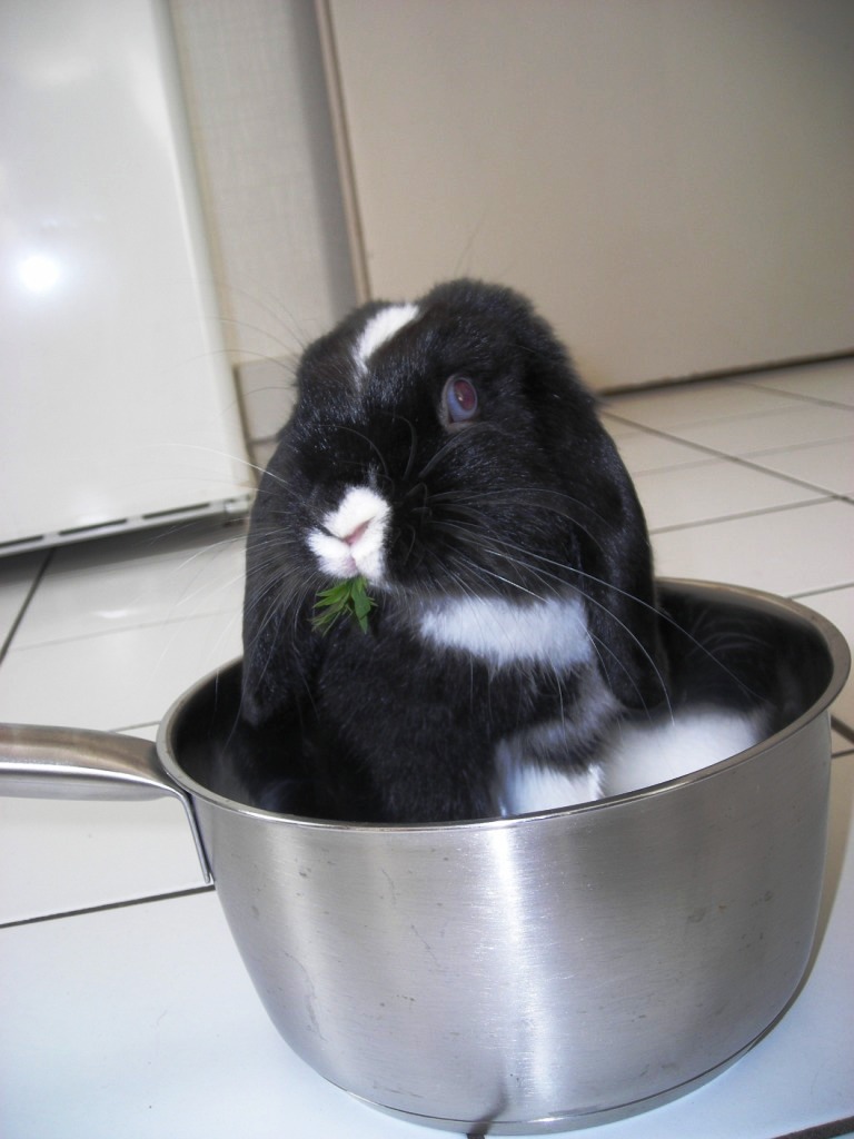 CASSEROLE 7.JPG