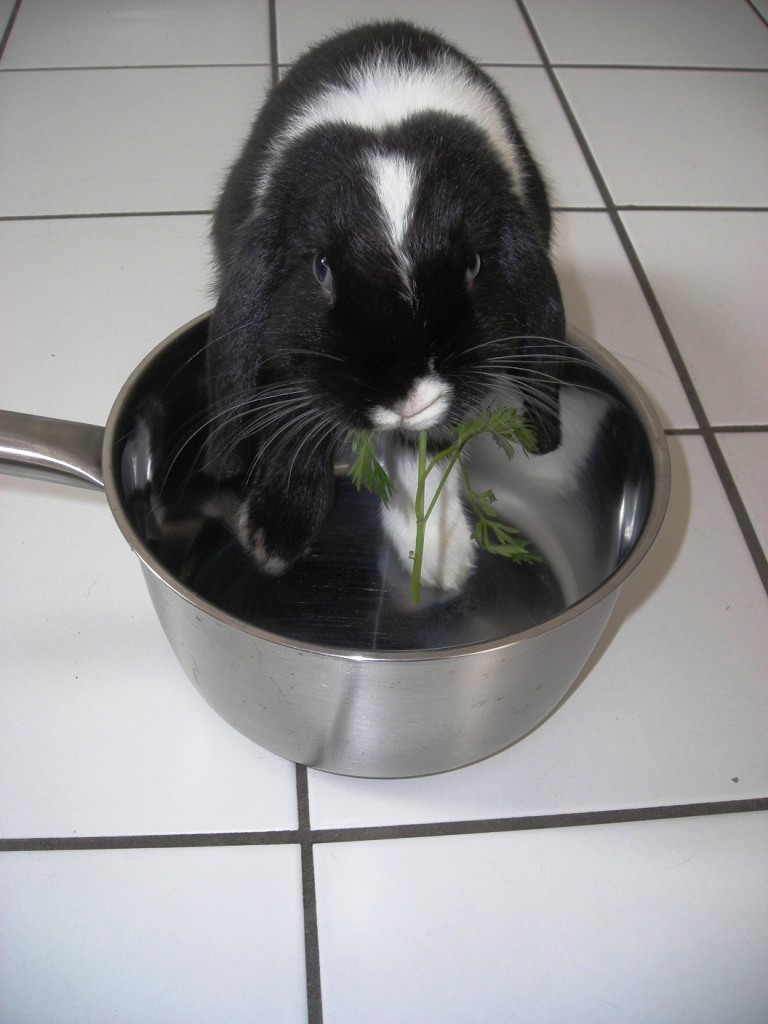 CASSEROLE 8.JPG