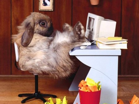 big_4065_lapin-informatique-01_1_.jpg