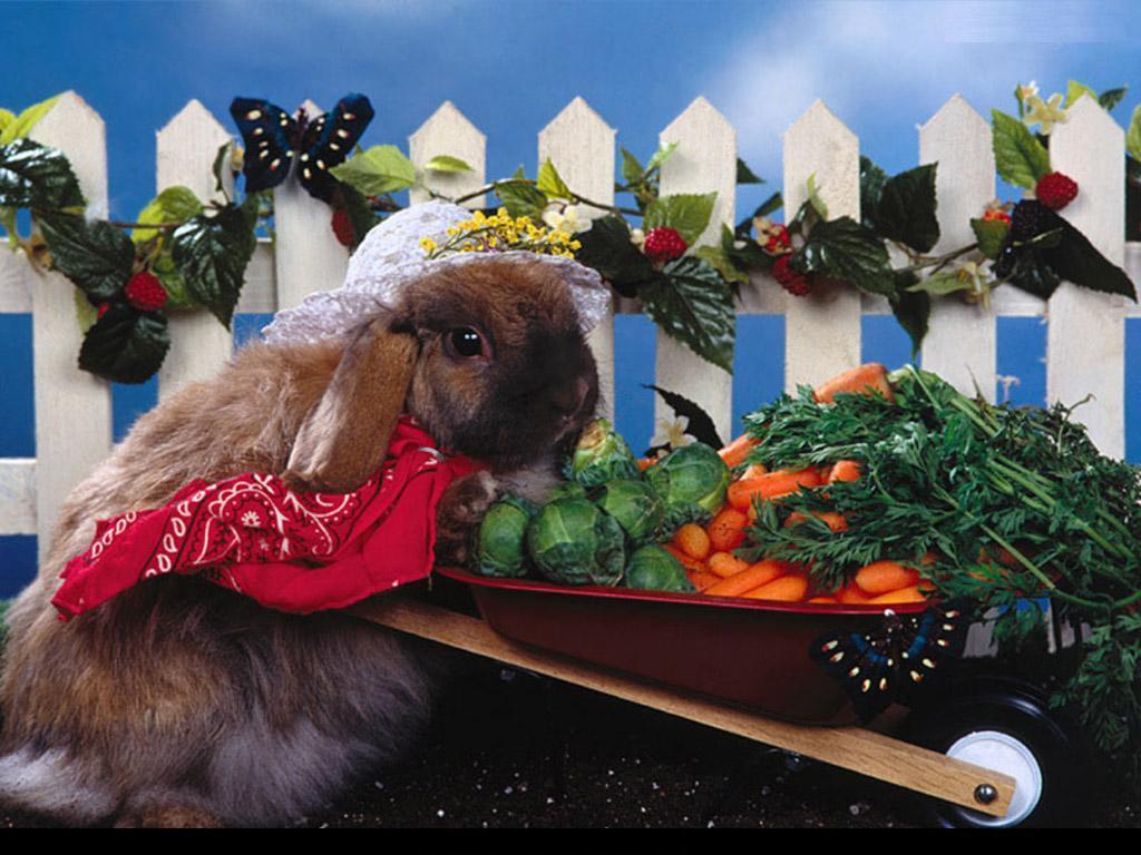 Lapin et son potagé.jpg
