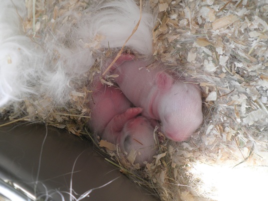 bébés Jour4.jpg