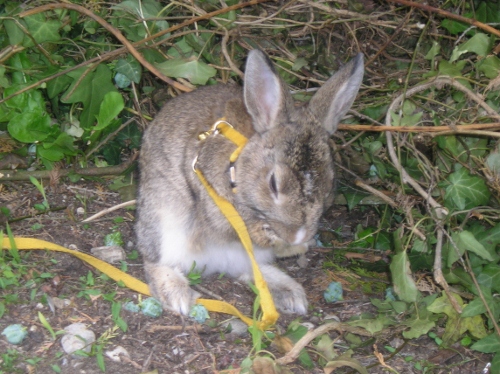 Browni faisant le beau 001 (500x374).jpg