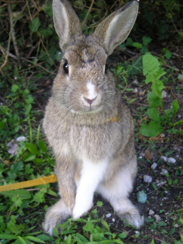 Browni faisant le beau 008 (374x500).jpg