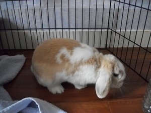 bloggif_51461e391a438.jpeg