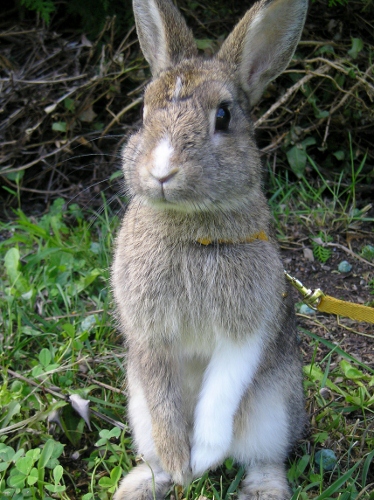 Browni faisant le beau 009 (374x500).jpg