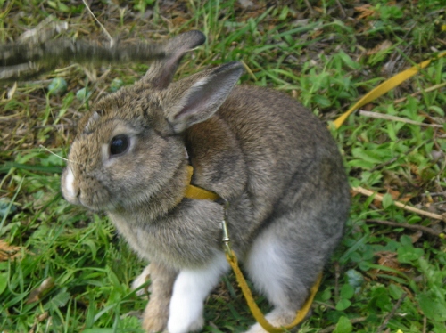 Browni faisant le beau 010 (500x374).jpg