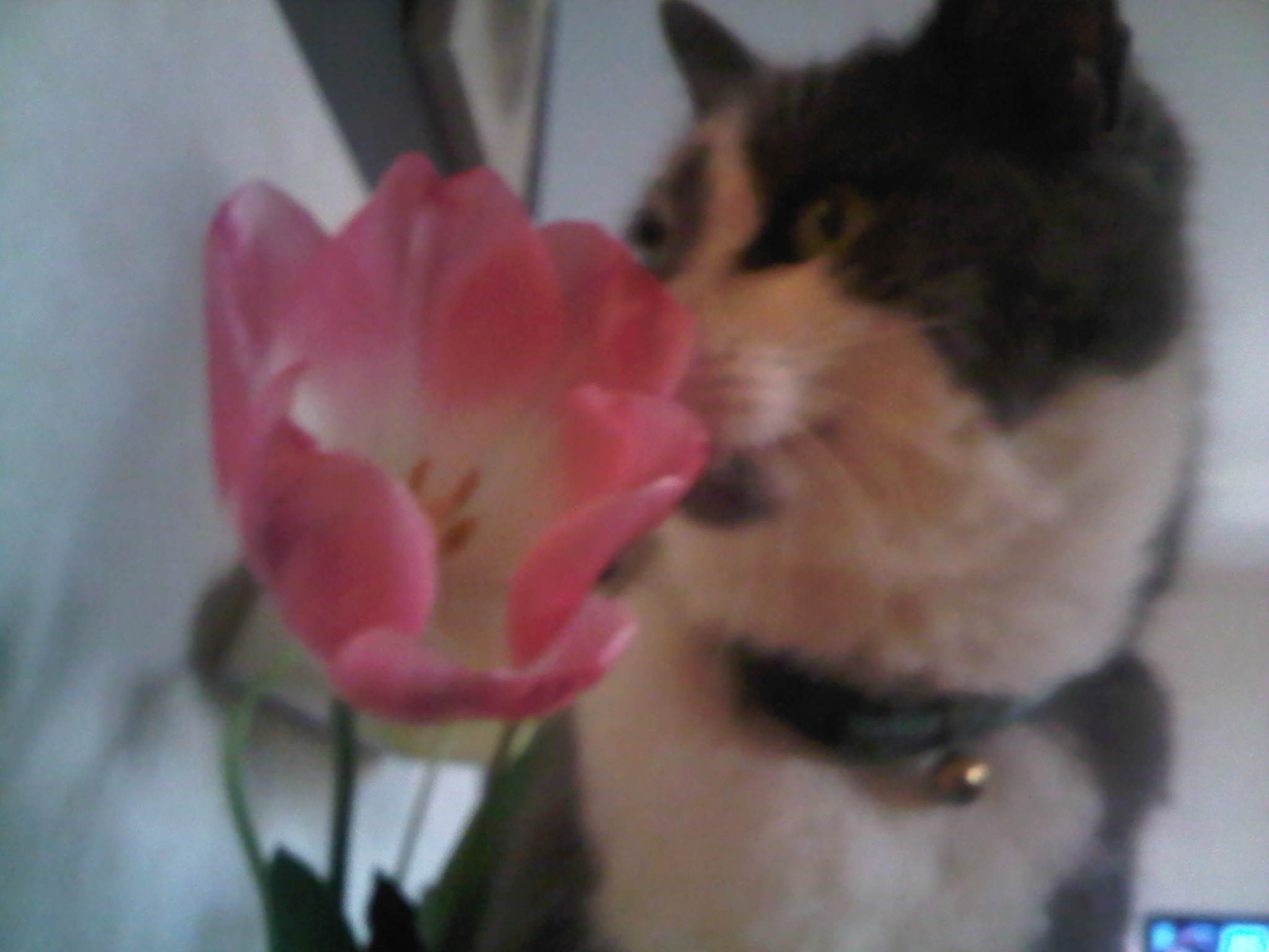 ma p'tite top model !.jpg