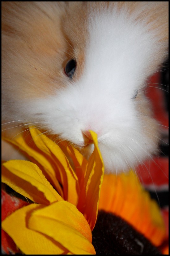 IMG_3481 petit.jpg