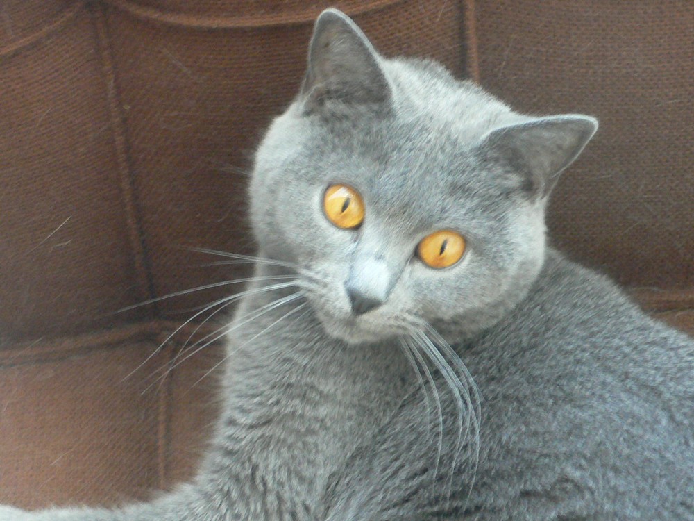 Chats (60).JPG