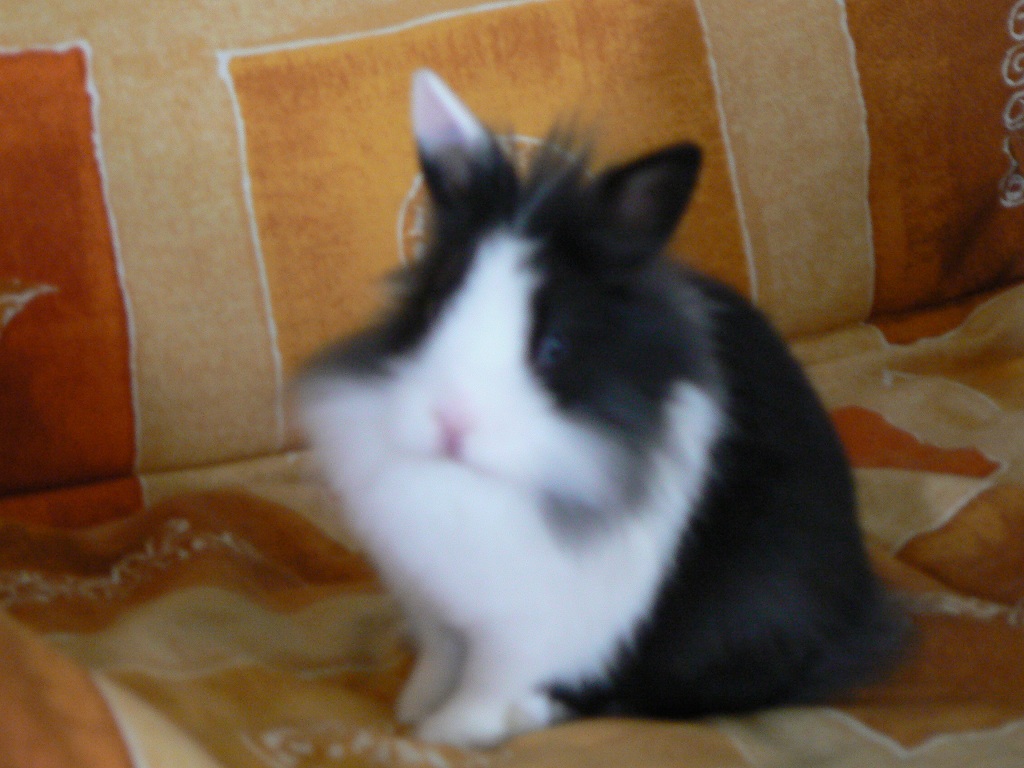 P1040753 - Copie.JPG